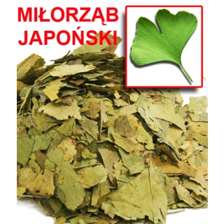GINKGO BILOBA MIŁORZĄB JAPOŃSKI